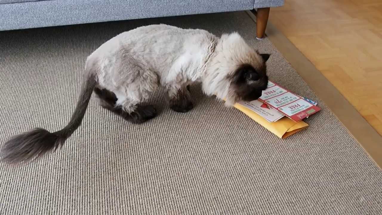 Bulk Cat Litter Warehouse. Direct Cat Mail Hot Digital